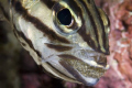   Mouthbrooding Cardinalfish require some patience shoot but provide very rewarding glimpses their young when they shuffle eggs. Taken Wakatobi under Wangi jetty Nikon D200 105m lens. Mouth-brooding Mouth brooding eggs lens  
